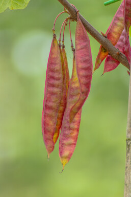 Cercis canadensis struik 40-60 cm