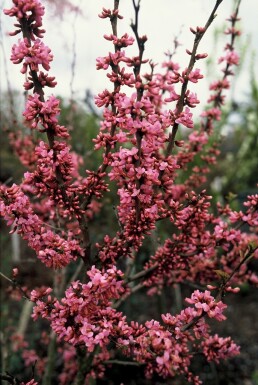 Cercis chinensis 'Avondale' struik