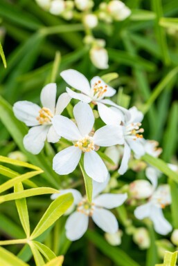 Choisya ternata 'Aztec Pearl' busk 60-80 cm