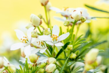 Choisya ternata 'White Dazzler' Strauch 25-30 cm