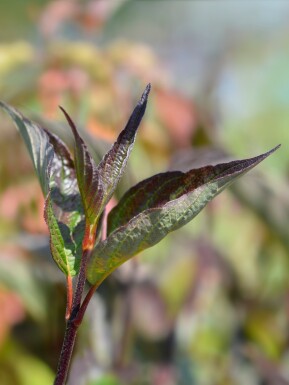 Cornus alba 'Kesselringii' busk 125-150 cm