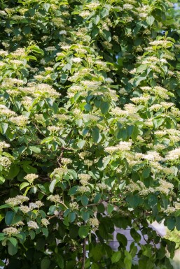 Cornus alternifolia struik 80-100 cm