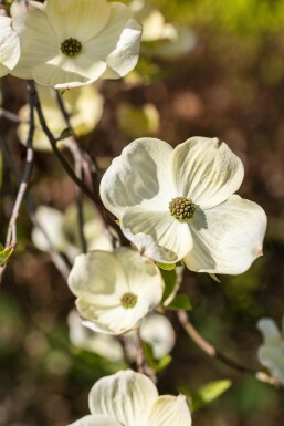 Cornus florida busk 200-250 cm
