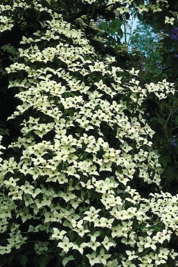 Cornus kousa busk 100-120 cm