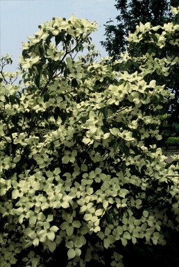 Cornus kousa 'China Girl' arbuste 125-150 cm
