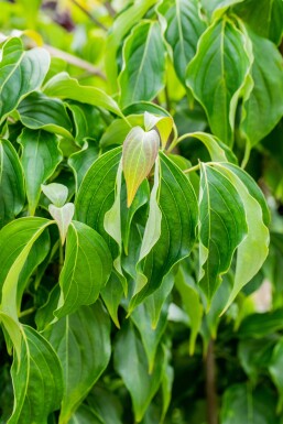 Cornus kousa chinensis busk 40-60 cm