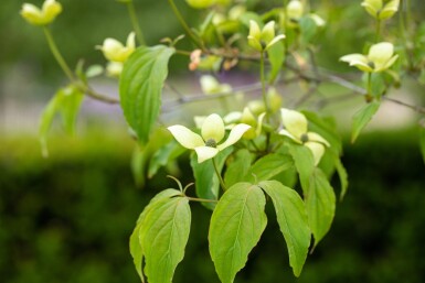 Cornus kousa chinensis busk 40-60 cm