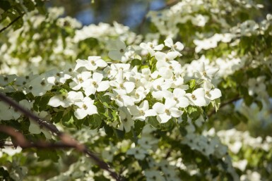 Cornus kousa chinensis busk 40-60 cm