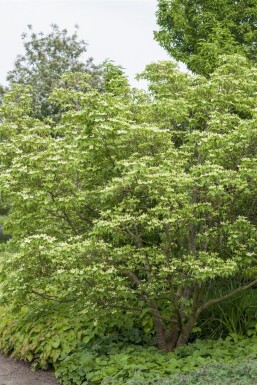 Cornus kousa chinensis busk 175-200 cm