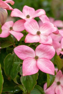Cornus kousa 'Satomi' busk 80-100 cm