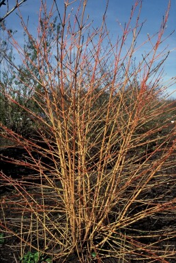 Cornus sanguinea 'Midwinter Fire' busk 60-80 cm