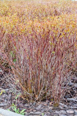 Cornus sericea 'Kelseyi' busk 30-40 cm