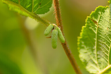 Corylus avellana arbuste 30-50 cm