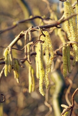 Corylus avellana 'Contorta' struik 125-150 cm