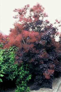 Cotinus coggygria 'Royal Purple' struik 40-60 cm