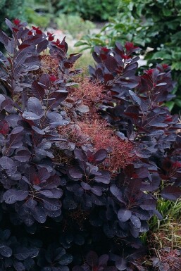 Cotinus coggygria 'Royal Purple' struik 60-80 cm
