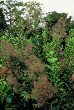 Cotinus coggygria 'Young Lady' Strauch 100-125 cm