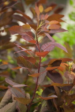Cotinus 'Grace' struik 100-125 cm