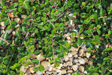 Cotoneaster dammeri 'Major' struik 30-40 cm