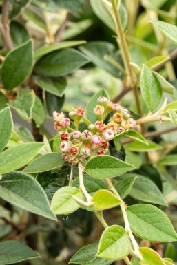 Cotoneaster franchetii Strauch 125-150 cm