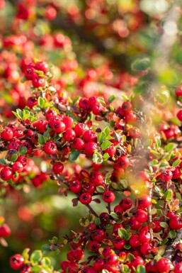 Cotoneaster horizontalis Strauch 30-40 cm