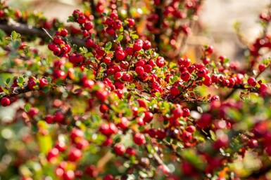 Cotoneaster horizontalis Strauch 30-40 cm