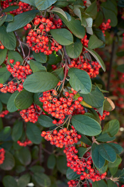 Cotoneaster lacteus busk 40-60 cm