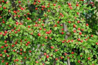 Cotoneaster suecicus 'Coral Beauty' busk 30-40 cm