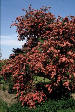Crataegus laevigata 'Paul's Scarlet' struik 125-150 cm