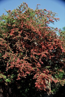 Crataegus laevigata 'Paul's Scarlet' struik 125-150 cm