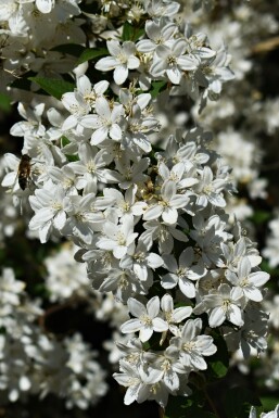 Deutzia gracilis 'Nikko' buske 30-40 cm