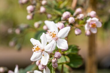 Deutzia 'Mont Rose' Strauch 30-40 cm