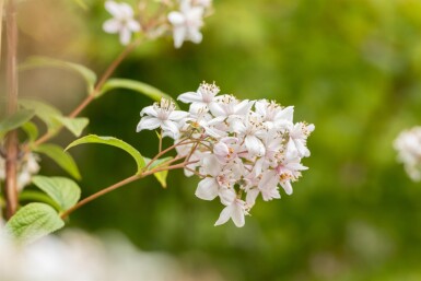 Deutzia 'Mont Rose' Strauch 30-40 cm