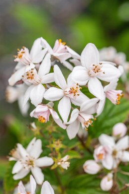 Deutzia 'Mont Rose' Strauch 60-80 cm