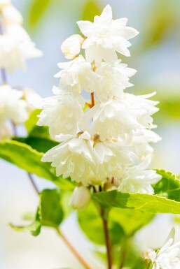 Deutzia scabra 'Plena' buske 30-40 cm
