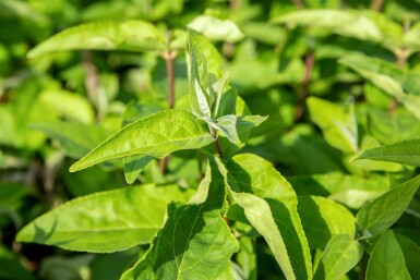 Deutzia scabra 'Plena' buske 30-40 cm