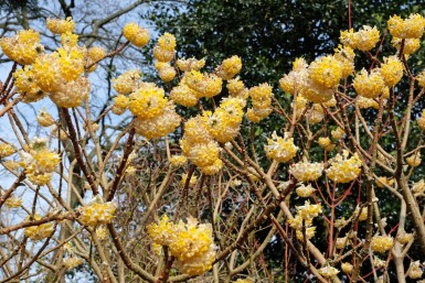Edgeworthia chrysantha 'Grandiflora' Strauch 40-50 cm