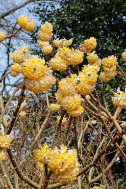Edgeworthia chrysantha 'Grandiflora' struik 125-150 cm