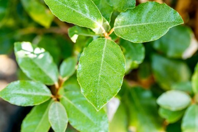 Elaeagnus ebbingei 'Compacta' Strauch 20-30 cm