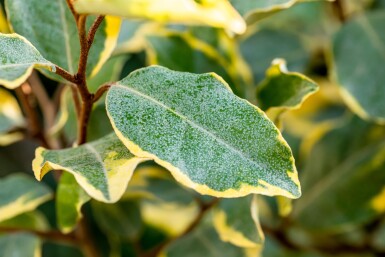 Elaeagnus ebbingei 'Limelight' struik 40-50 cm
