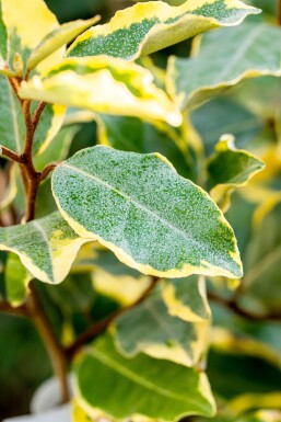 Elaeagnus ebbingei 'Limelight' struik 60-80 cm