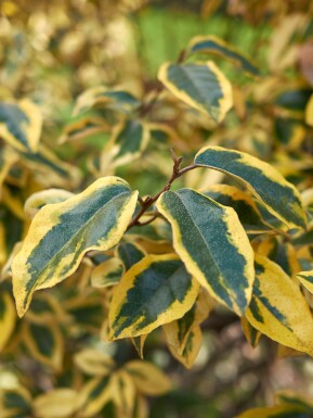 Elaeagnus pungens 'Maculata' struik 20-30 cm