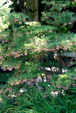 Enkianthus campanulatus arbuste 40-60 cm