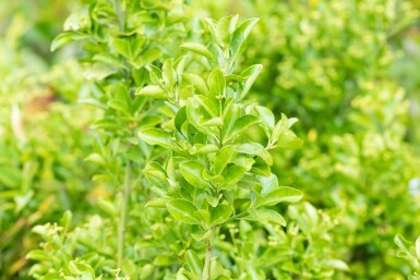 Euonymus japonicus arbuste 20-30 cm