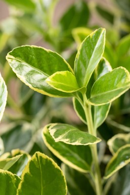 Euonymus japonicus 'Aureomarginatus' buske 30-40 cm