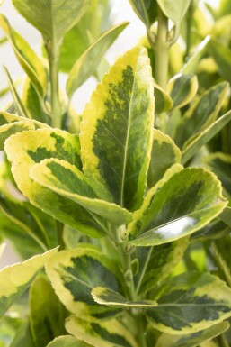 Euonymus japonicus 'Aureomarginatus' buske 30-40 cm