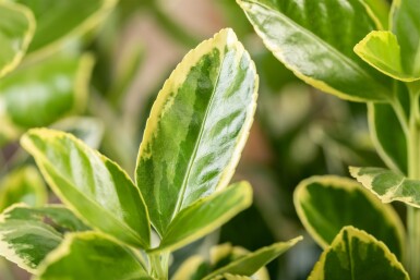 Euonymus japonicus 'Aureomarginatus' buske 30-40 cm