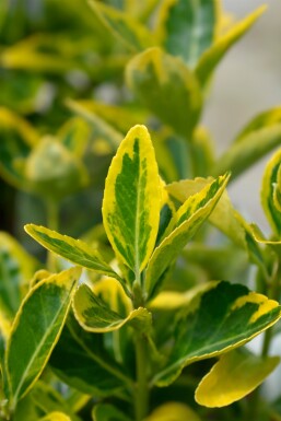 Euonymus japonicus 'Aureus' buske 80-100 cm