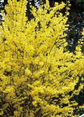 Forsythia intermedia 'Spectabilis' struik 60-80 cm