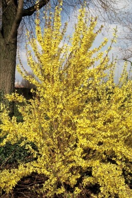 Forsythia intermedia 'Weekend' struik 60-80 cm